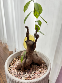 この実何の実？ : ACTIS FLOWER＆GARDEN GREEN プチ*フルール