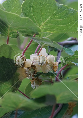 キウイの授粉・受粉