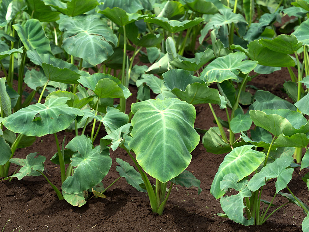 里芋の育て方 初心者でも失敗しない栽培方法植えつけから収穫まで植物とあなたをつなぐPlantia