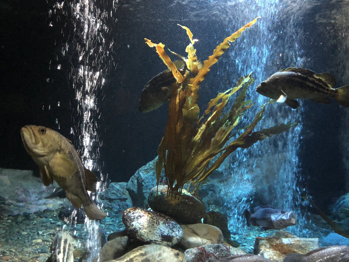 日高昆布とは 出汁の取り方・使い方などまいにち、おだし