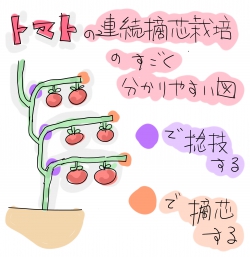家庭菜園 ミニトマトの摘心！しないとどうなる？摘芯後は何をすればいいかも紹介