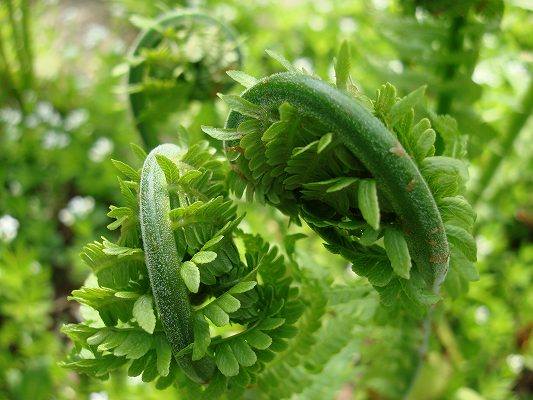 山菜初心者にやさしいコゴミ クサソテツ の採取と食べ方 食べられる山野草クラシリカ