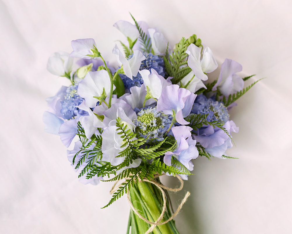 スイートピーの品種 紫系太陽農園宮崎県日南市風田農園直送スイートピー