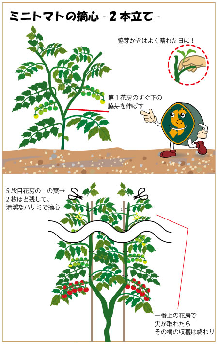 ミニトマト プチトマト の収穫時期と収穫方法は？野菜の育て方・栽培方法