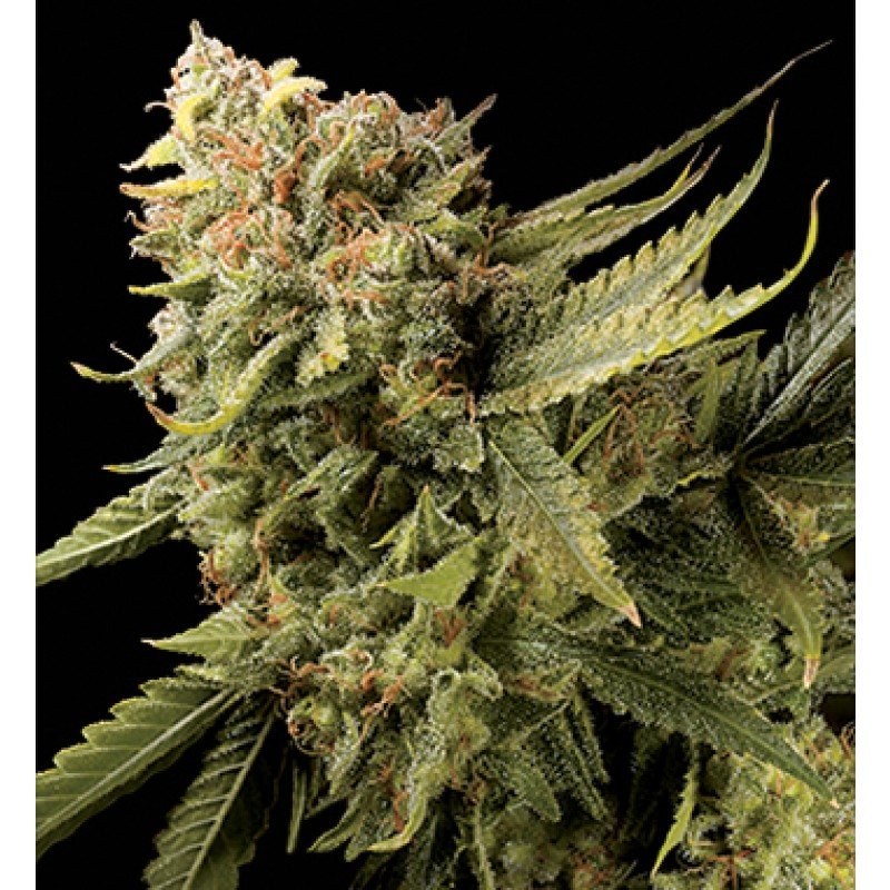 白い背景の前に乾燥マリファナ大麻の花芽 レモンスカンク ハイブリッド コピースペース - カットアウトのストックフォトや画像を多数ご用意 -カットアウト, カナダ, カンナビスサティバ - iStock