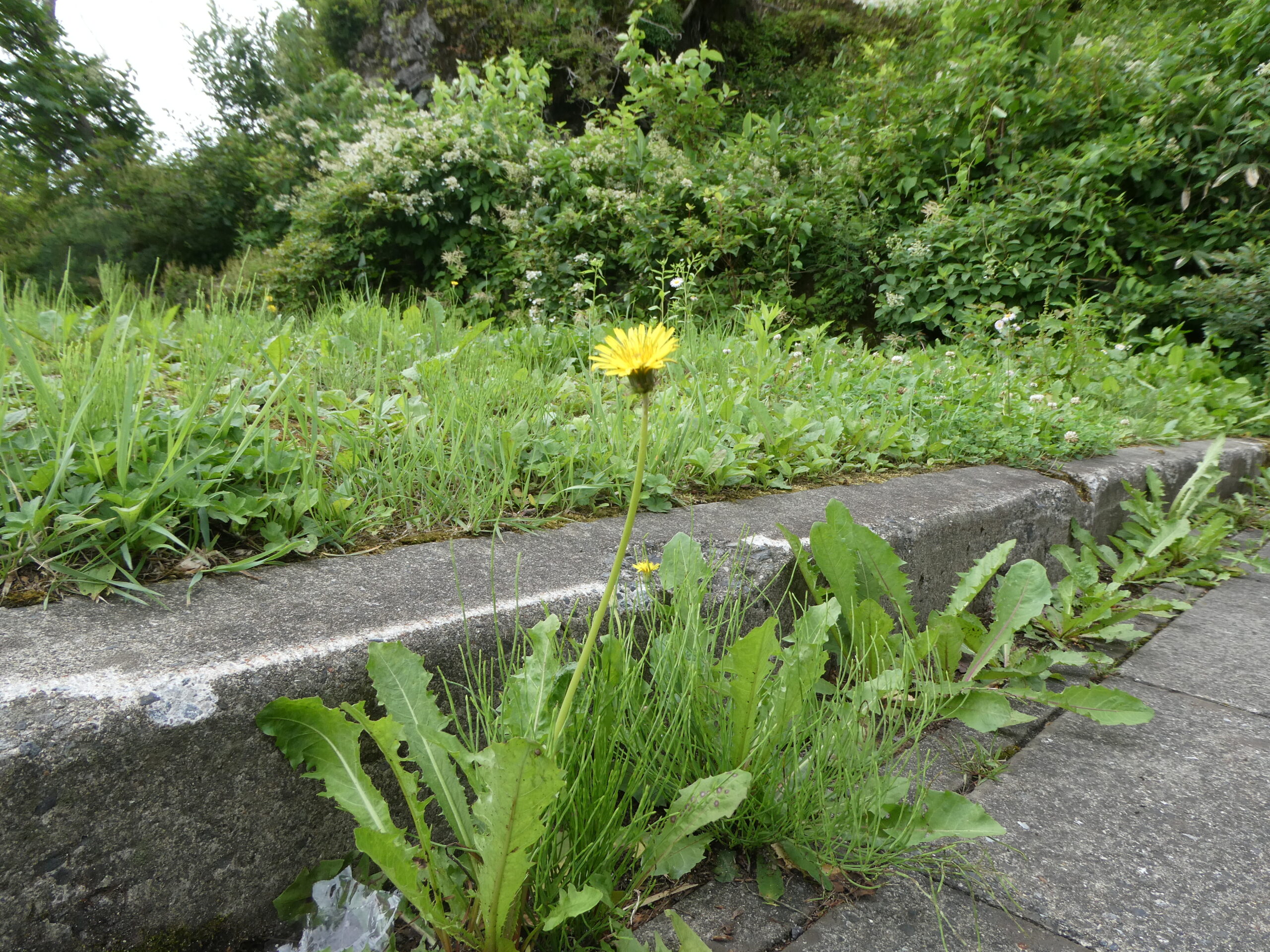 豚は、草食性の有蹄類のペアである動物です。しかし、よく、野生のイノシシの祖先として野生の動植物を食べる。豚では、胃や腸が長くより大きい植物、肉を消化しにくいために進化します。の写真素材・画像素材Image 56183654