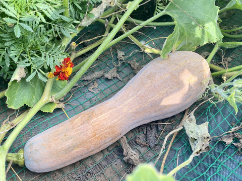 食べて美味し、飾って楽し、鶴首かぼちゃ 公式 町田里山農の会