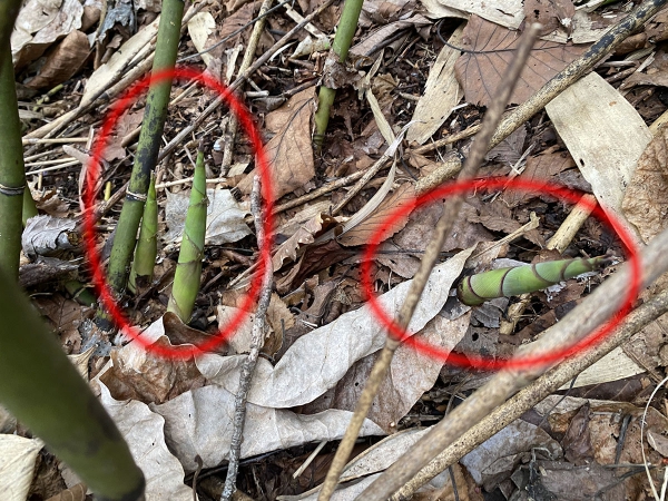 笹竹の即席みそ漬け