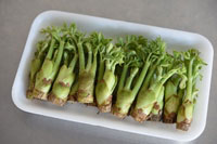 山菜の天ぷら－コシアブラ・タラの芽・コゴミ