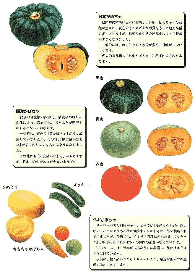 緑黄色野菜の代表「かぼちゃ」沢山入荷しております！入荷情報吉見直売所