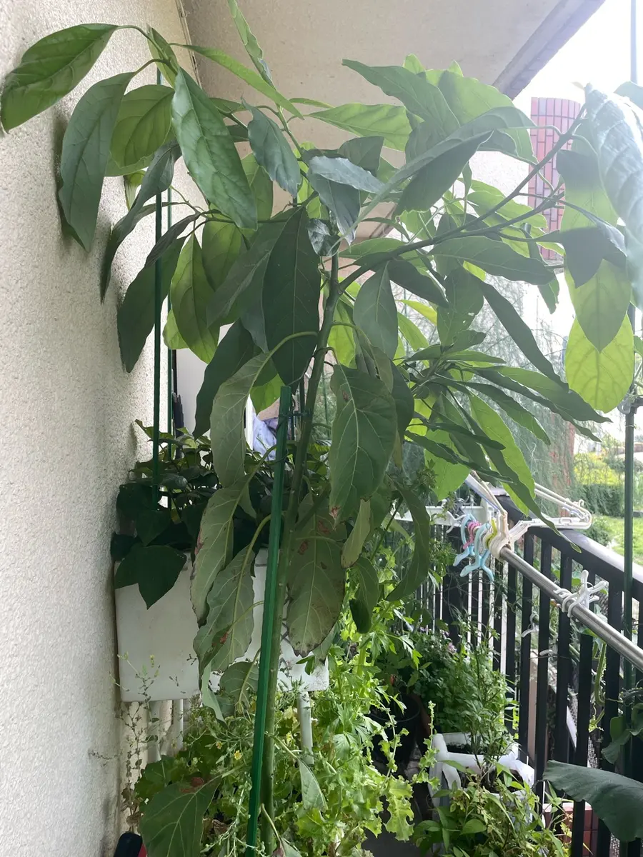 アボカドの育て方