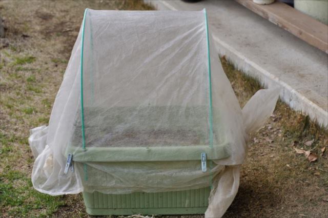 ちぢみほうれん草の育て方 冬の家庭菜園におすすめ野菜のちぢみほうれん草とは？家庭菜園の仲達と家庭野菜宣言