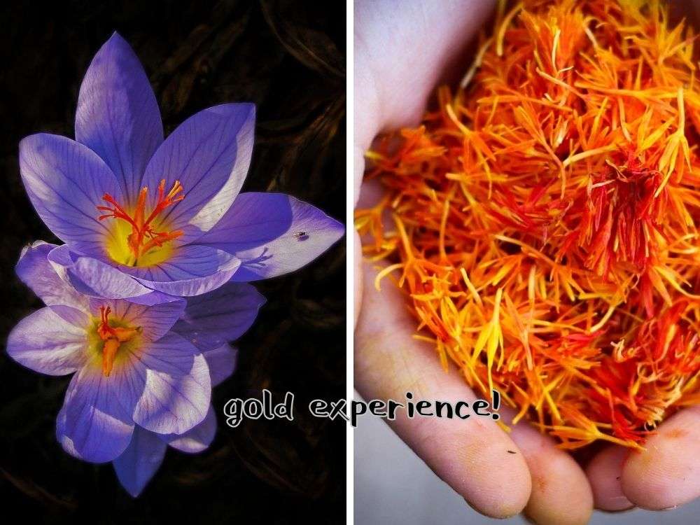 サフランとターメリックはどこが違うの？～英国菓子サフランバンズ～とこかしこのお菓子作りの日々 ～セカンドステージはお菓子作りとともに～～