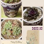 SOLD ビーンスプラウト 群生 厳選韓国苗 多肉 抜き苗 ネームタグ付き 多肉植物 〜Green〜多肉畑〜 通販17493877Creema クリーマ