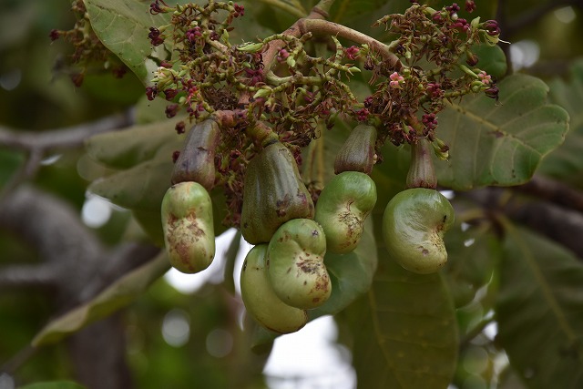 有機麻の実ナッツ 非加熱タイプ160g