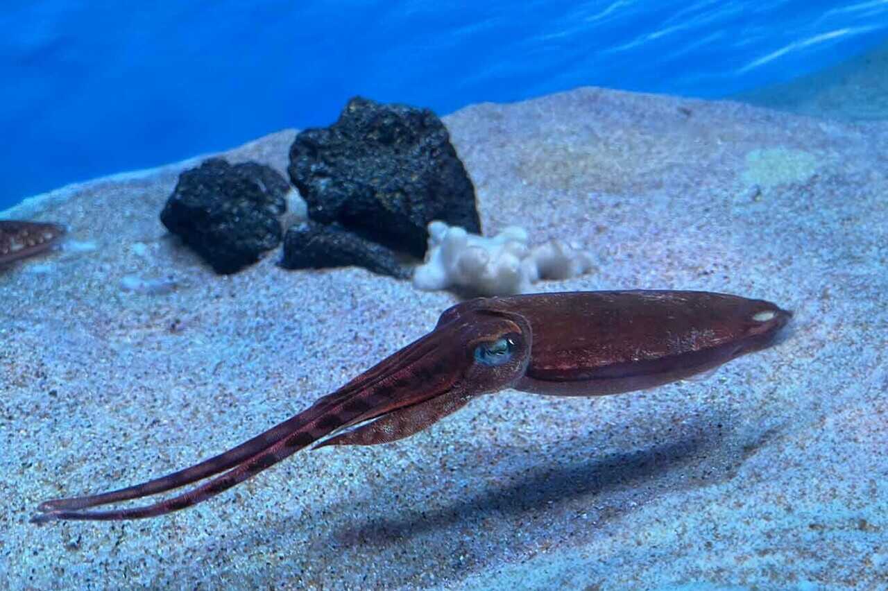 KING OF SQUID - JAPANESE SECTION - SQUID SECTION - ECOLOGY