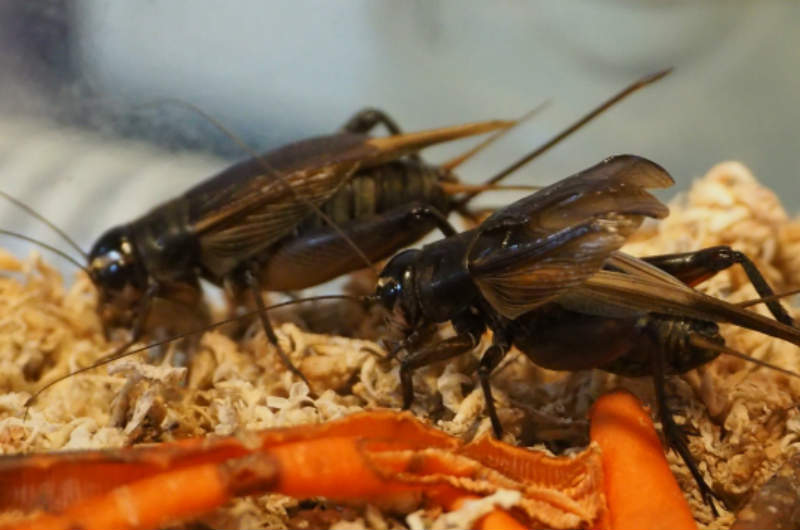 最近話題の「昆虫食」ってコスパ的にどうなの？ コオロギはどのくらい「高タンパク低脂肪」なの？Infoseekニュース