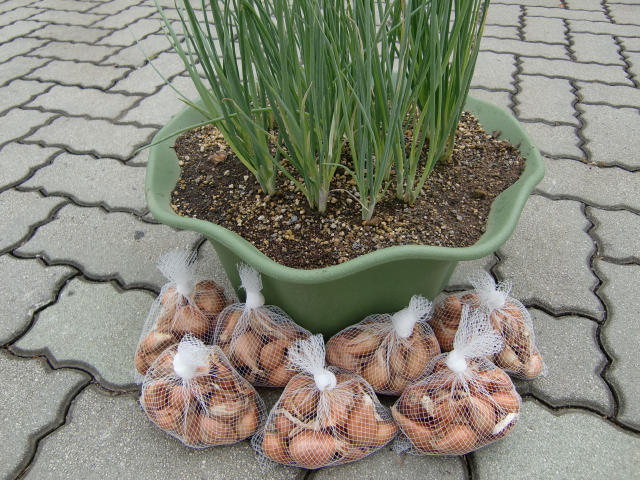 家庭菜園 わけぎの育て方収穫までのお手入れのポイントや栽培方法植物とあなたをつなぐPlantia