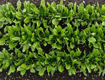 寒ちぢみほうれん草 – 商品別育て方情報 ニチノウのタネ