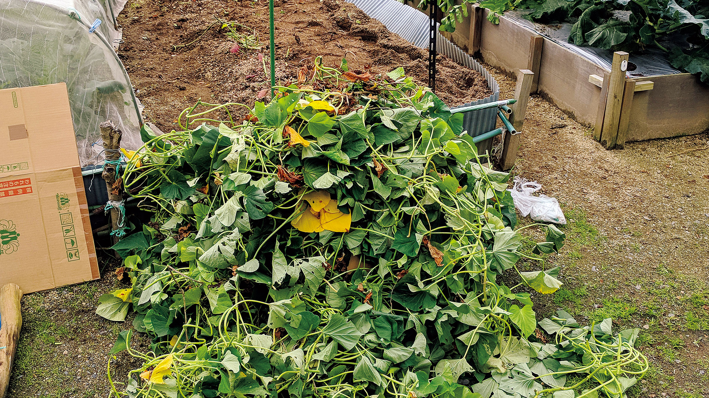 簡単にさつま芋のツルを冬越しさせる大切なポイント２つ