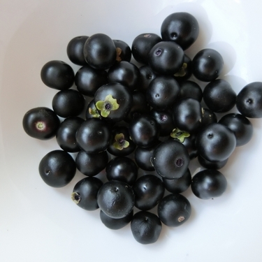 ガーデンハックルベリー？えさしベリ