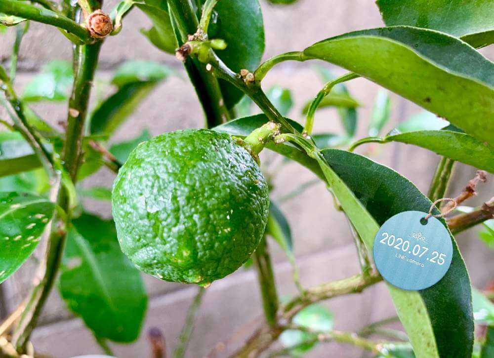 花柚子 ハナユズ とは？ 本柚子との違いから育て方、活用レシピまで徹底解説