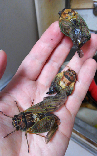 おいしいと噂のセミの幼虫を素揚げにして食べてみた結果