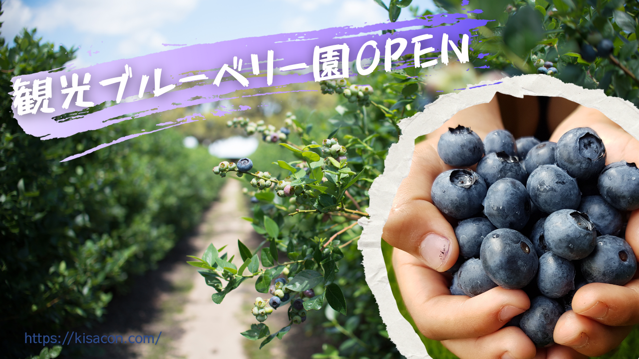 木更津 ブルーベリー狩りができるのはいつ？時間無制限食べ放題で里山を大満喫 - 房総であそぼう