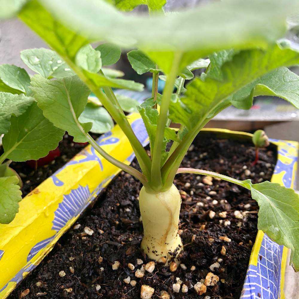 牛乳パックで大根栽培！室内で簡単に種まきから収穫までくらこま 初心者 簡単 家庭菜園