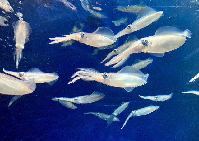 ちいかわ たこイカくじ D賞マスコット 6種コンプリート - www.terashita-clinic.com 日本