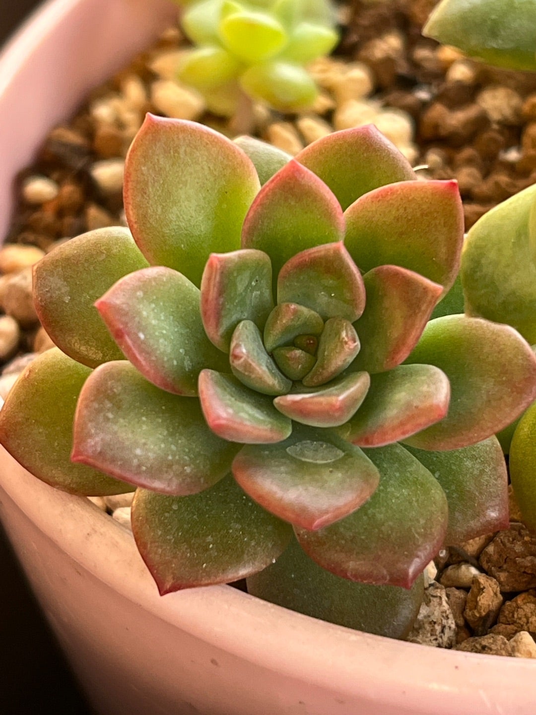 853現物 多肉植物 マッコス錦るる農園~多肉植物専門