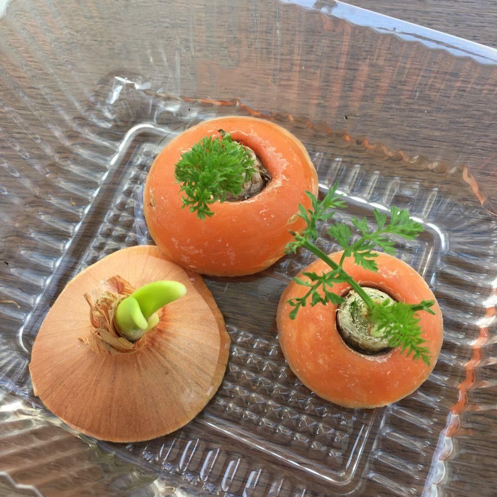 キッチンでSDGs 捨てるはずの野菜の切れ端から葉っぱがニョキニョキ⁉再生野菜「リボべジ」やってみた！『あたらしい日日』こんな時代のニューノーマルな暮らし方。食と農、生活情報をお届けします