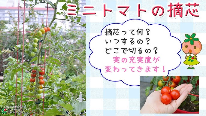 ミニトマトの摘心や剪定の方法！受粉はどうすべき？健康♡料理♡美容♡恋愛