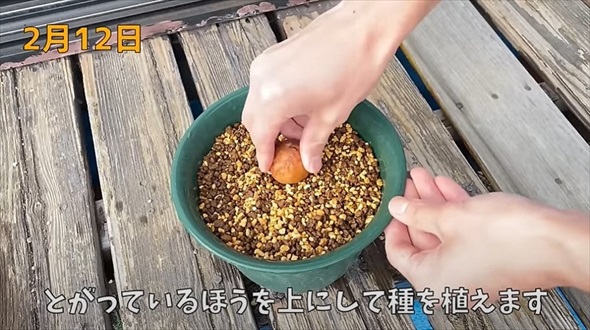 食べ終わったマンゴーの種を土に植えて、3年後日本の寒地で育ったとは思えない結果に「南国の果物を 凄い」「挑戦してみたい」 1 3その他生き物 ねとらぼ