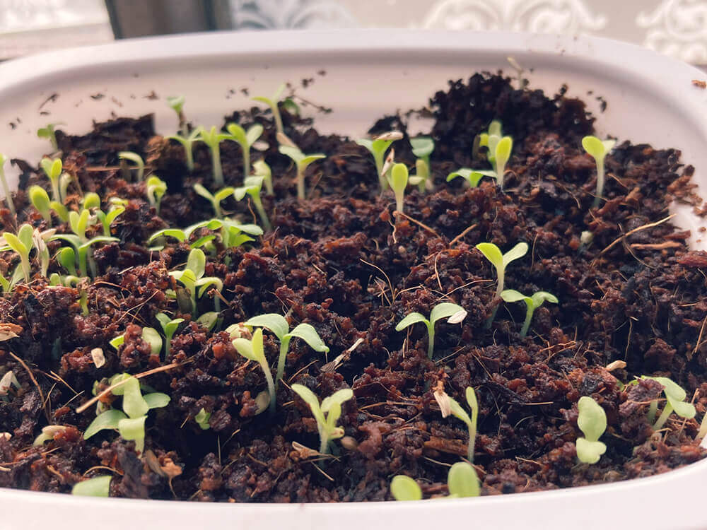 牛乳パックでプランター栽培してみた！ベビーリーフを育ててみたら 喜びあり♪虫あり⁉サラダあり～♡『あたらしい日日』こんな時代のニューノーマルな暮らし方。食と農、生活情報をお届けします