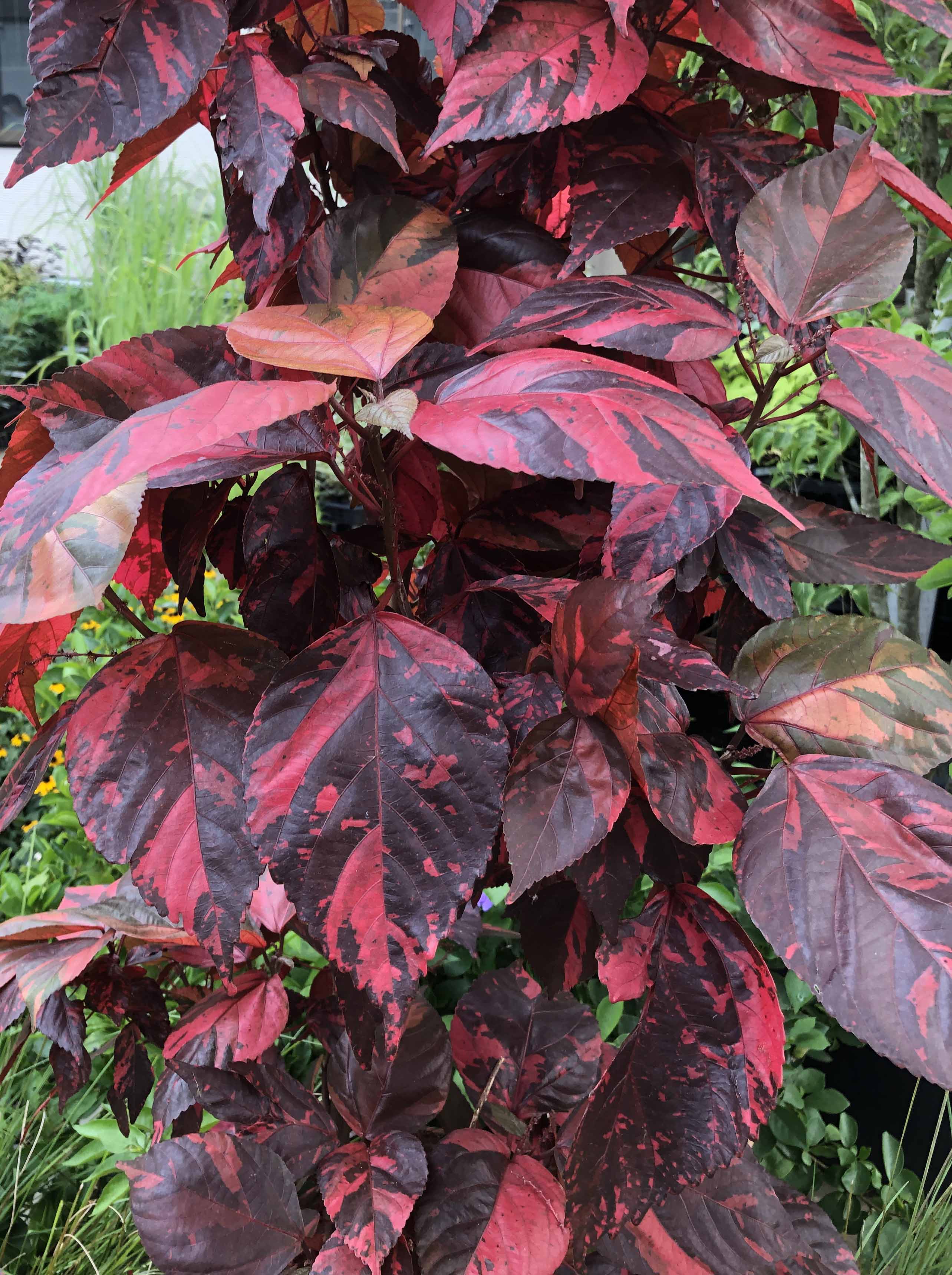 GKZ植物事典・ニシキアカリファ