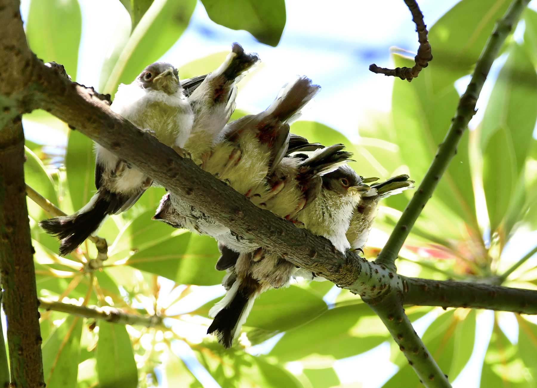 エナガの団子 後 190416 by ほしくまID：8613447- 写真共有サイト:PHOTOHITO