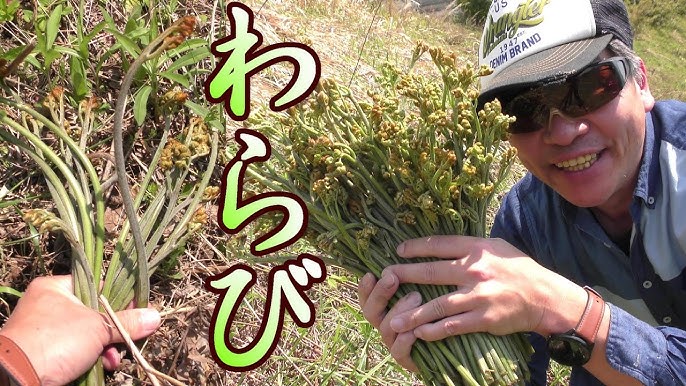 2ページ目ワラビの写真素材写真素材なら「写真AC」無料 フリー ダウンロードOK