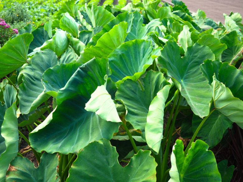 里芋の収穫時期の見分け方☆プロの里芋農家が教える種イモ保存方法魔法の便利帳