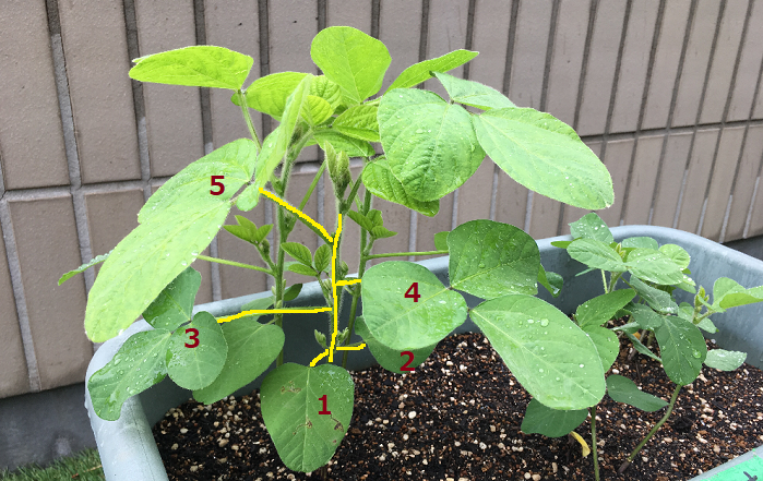 4 26プランター準備開始「枝豆をポット種まきから挑戦！」-そだレポみんなの趣味の園芸