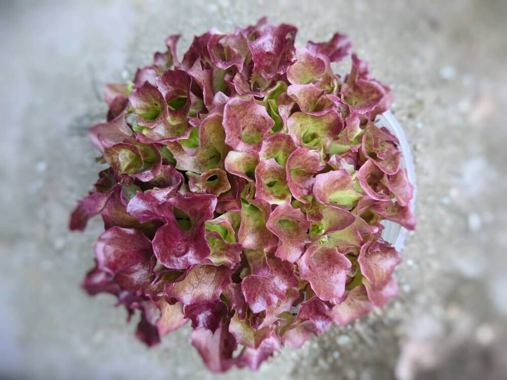 サニーレタスの花が咲いたらどうすればいいのか