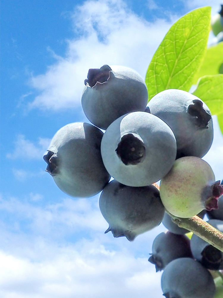 木更津店 ブルーベリーフェア開始します木更津・鴨川のグルメランチ本格中国料理 東洋