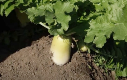 畑に長く置けて驚きの大きさ！強力大根 相撲シリーズ種 タネ ,球根,苗,資材,ガーデニンググッズの通販はサカタのタネ オンラインショップ