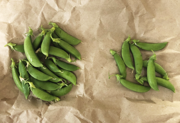 園芸 ミニトマトを収穫！！茄子も大きくなってきました！ ダイソーで「スイートスナップ、赤花絹さやえんどう」の種を購入！くきの楽しい投資生活