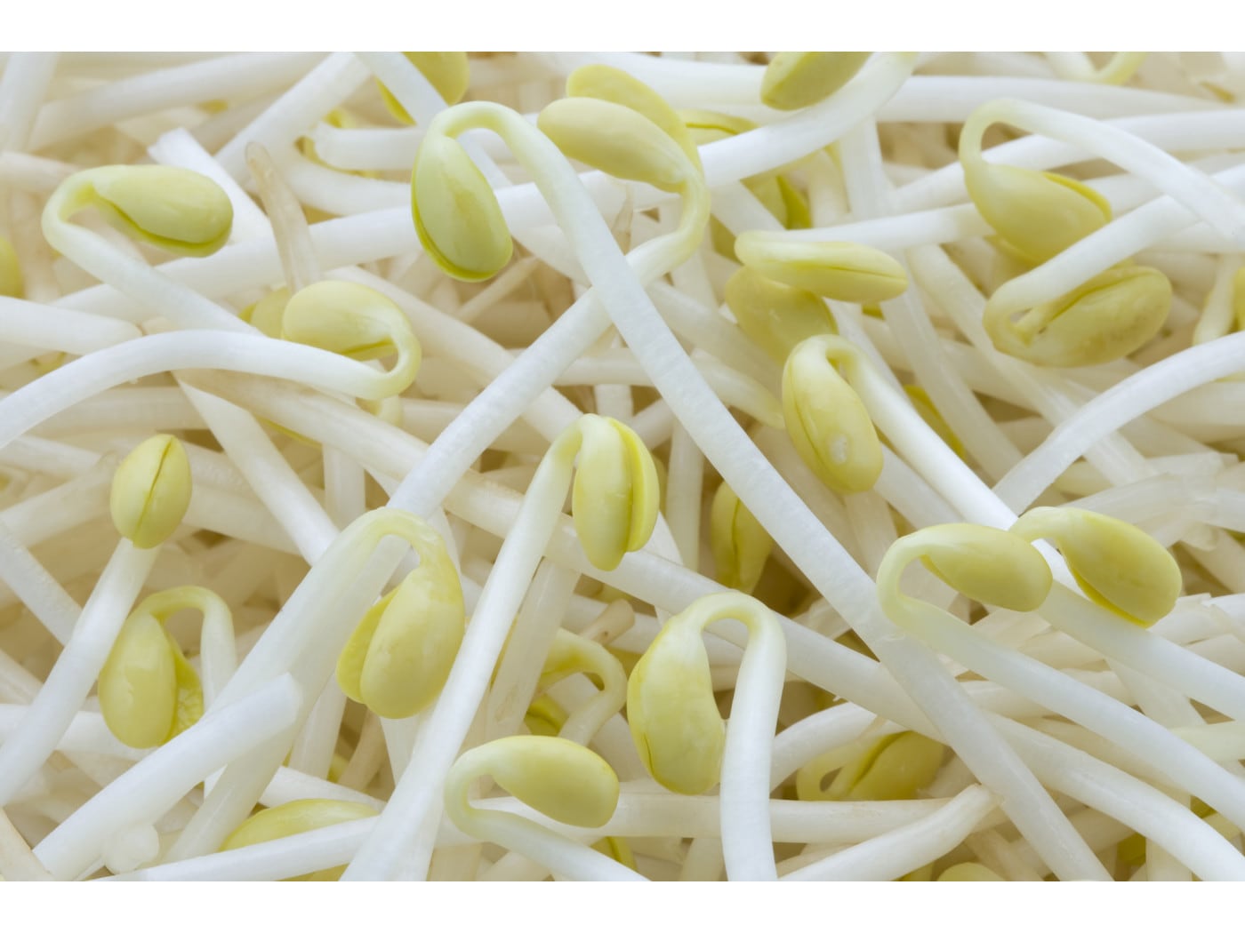 もやしがシャキシャキになる茹で方は「水から」or「お湯から」?栄養士が詳しく解説 栄養士食堂- エキスパート - Yahoo!ニュース