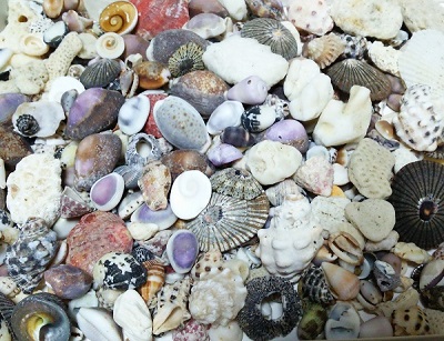 理科の散歩道 959 一枚貝と二枚貝 進化の過程で増えた殻まなびー 自社 神戸新聞NEXT