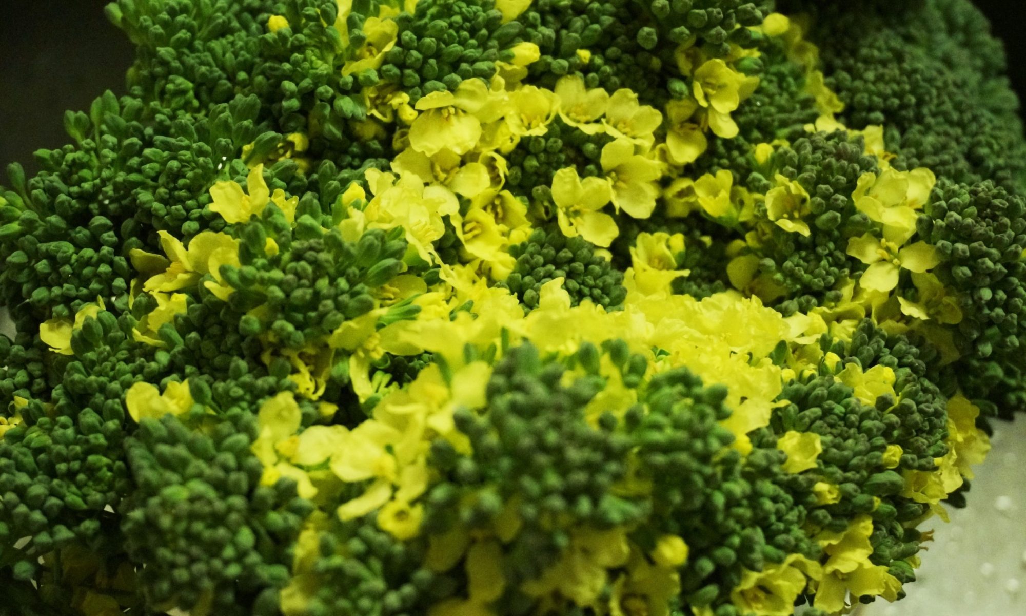ブロッコリーの花はじまりの朝