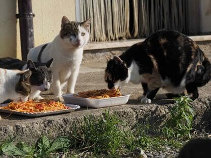 GATTO 猫洞 名古屋・イタリアン・イタリア料理 - じゃらんnet