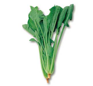 ほうれんそう 法連草 産地 野菜 栄養 機能性 調理