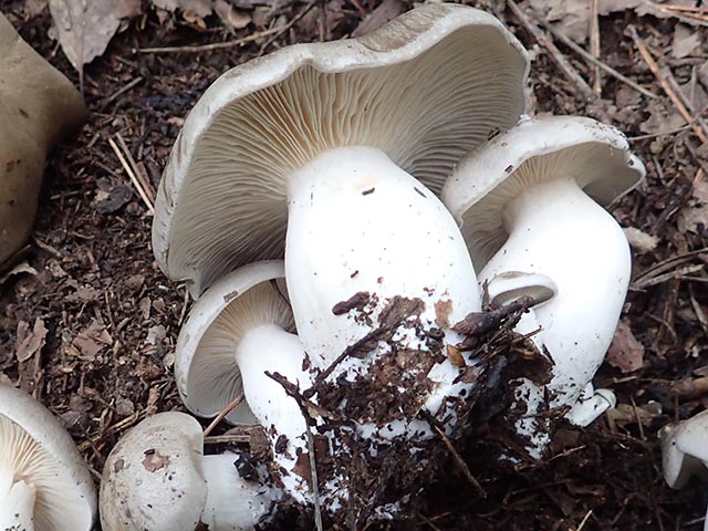 冷蔵 京丹波産大黒本しめじ 大判250ｇ 5～7本入り亀屋食品 株 注文サイト